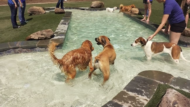 Recent Pool Construction