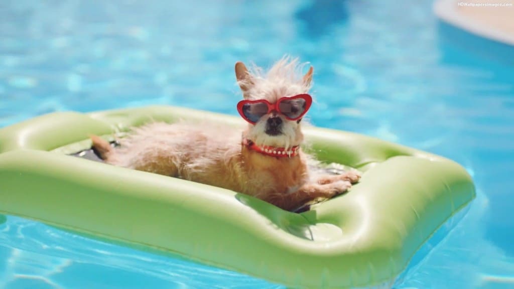 Should I Let My Dog In My Swimming Pool?